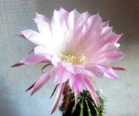 Уникальный Кактус эхинопсис цветущий - защита от электромагнитного пол