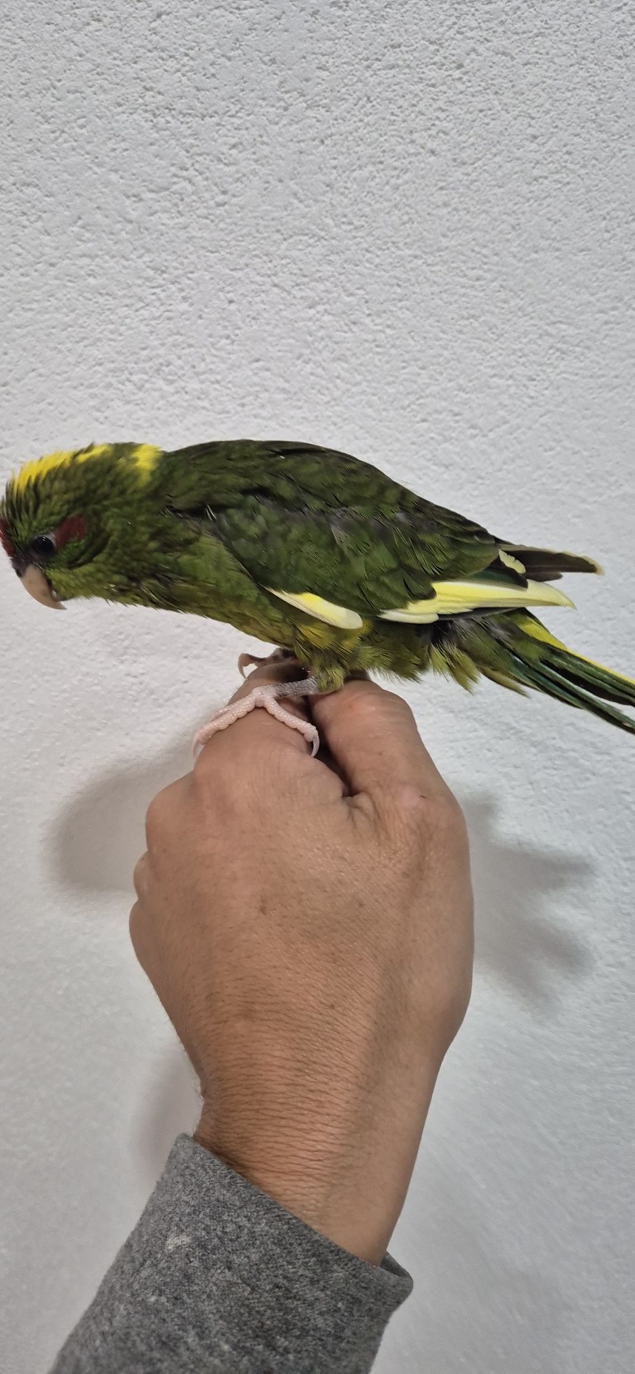 Kakariki macho criado a mão