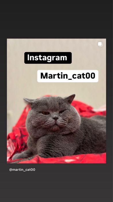 Шотландські кошенята ! Скоттиш страйт