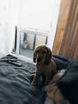 Spaniel Angielski