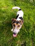 Jack Russell Terrier pies