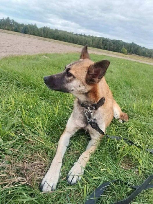 Oddam za darmo, do adopcji- Śliczna Funia szuka domu