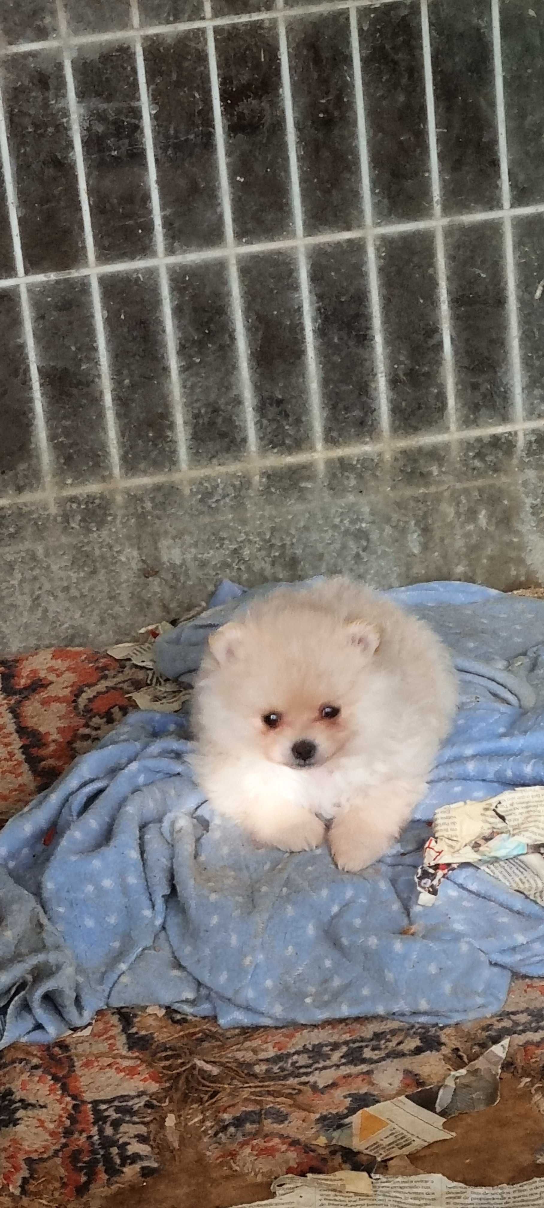 Spitz alemão Lulu da Pomerânia  para alegrar um lar 5 estrelas