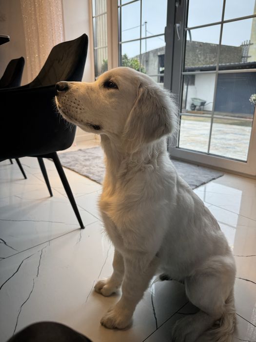 Golden Retriever FCI ZKwP Piesek Po Championie PL *GOTOWY DO ODBIORU*