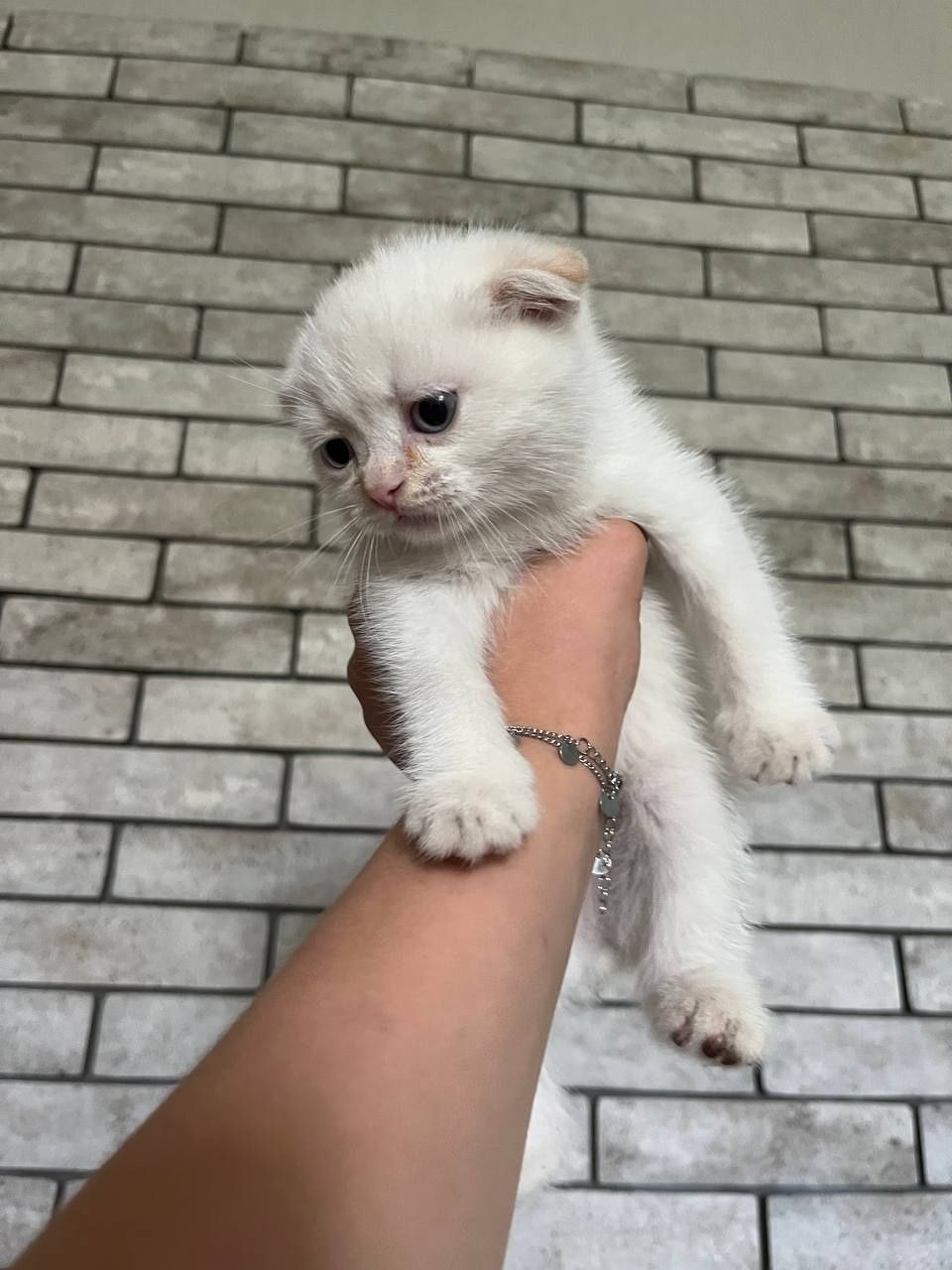 Шотландські висловухі кошенята