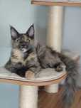 Kotka Lea Maine coon