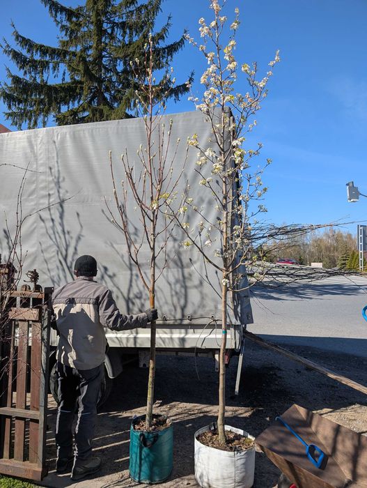 Grusza drobnoowocowa Chanticleer obw 12-14 cm