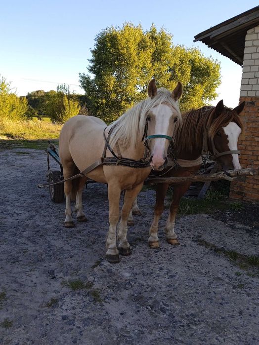 Продам молоду лошичку.