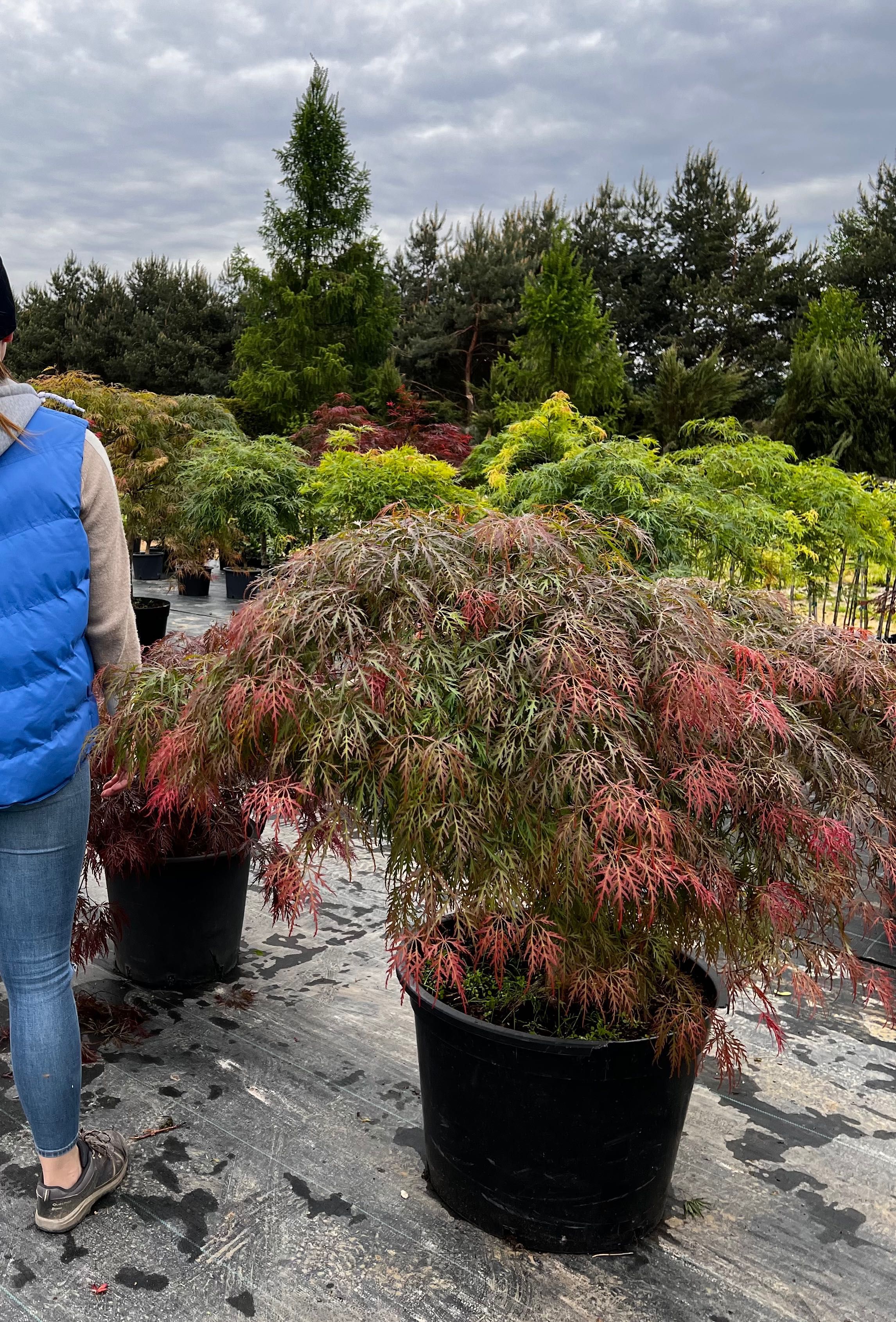 Acer palmatum / Klony palmowe Skeeters’ Broom Bloodgood / HURT i DETAL