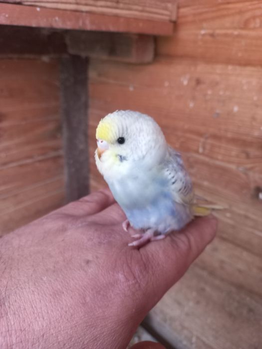 Sprzedam młode papużki faliste do oswojenia