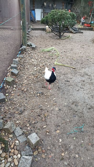 Faizoes várias qualidade