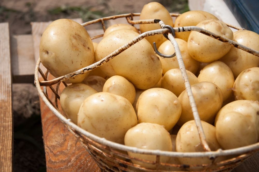 Продам Насіннєва картопля / Семенной картофель