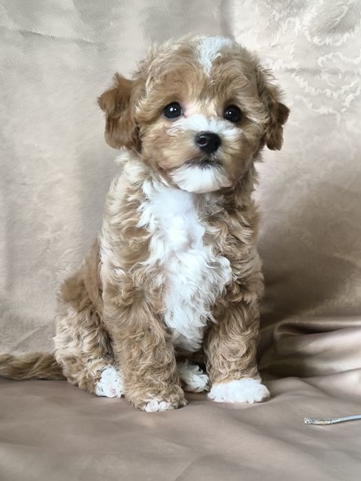 Мальтіпу F1, хлопчик