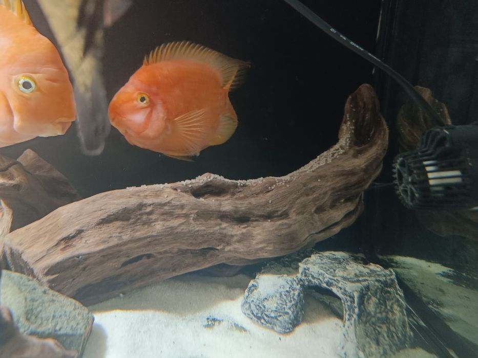 Casal de Peixe Papagaio