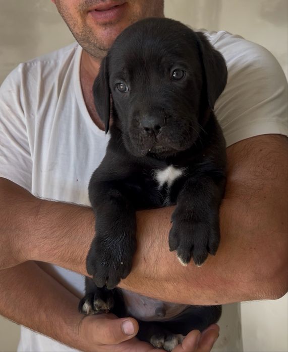 Розплідник продає цуценя Cane Corso  з документами КСУ на вас