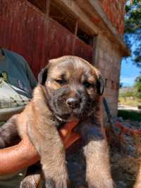 Cão bebé para adoção