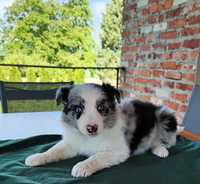 Piesek TACO Border Collie