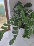 Zamioculcas kwiat