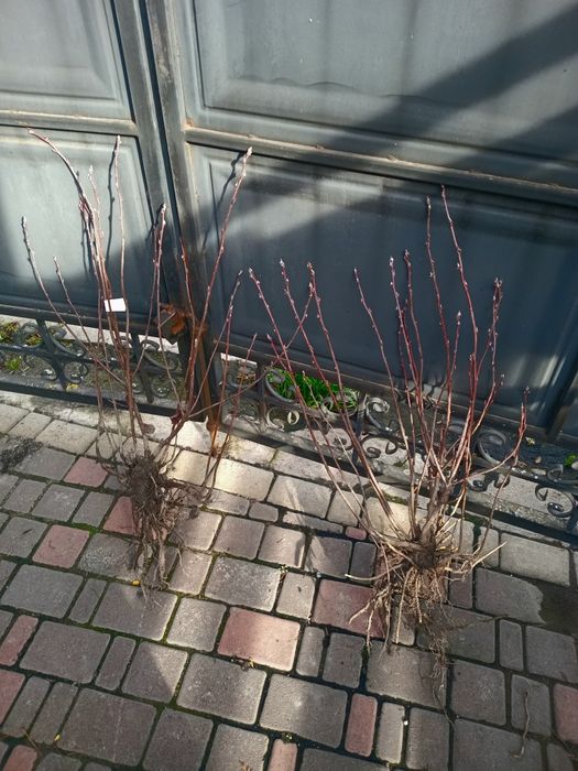 Ірга Канадська крупноплідна і Ханнівуд (трирічні і однорічні саджанці)