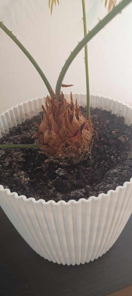 Sagowiec (Cycas revolta) palma