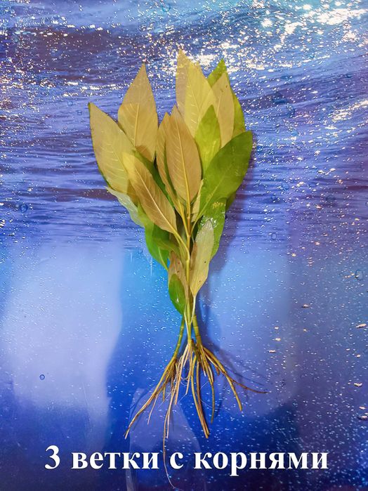 Продам Лимонник! Красивое, простое, аквариумное растение.