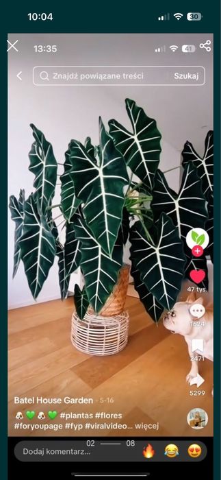 Alokazja na sprzedaż