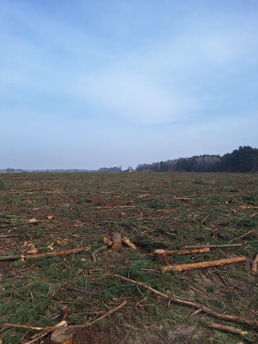 Darmowa wycinka drzew lasow samosiejek czyszczenie dzialek mulczer