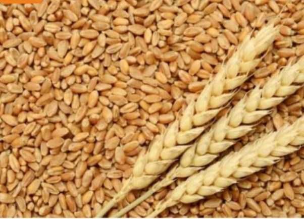 Продам 3 тони пшениці