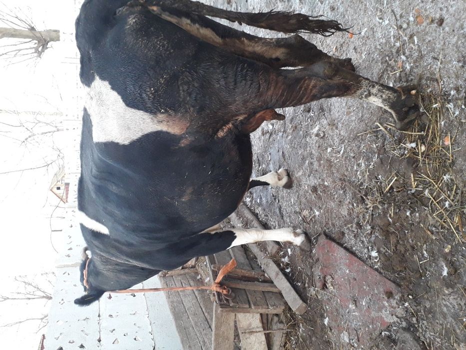 Продам корову стельную