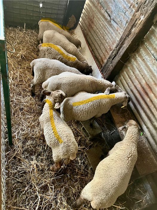 5 borregos machos cruzados de suffolk