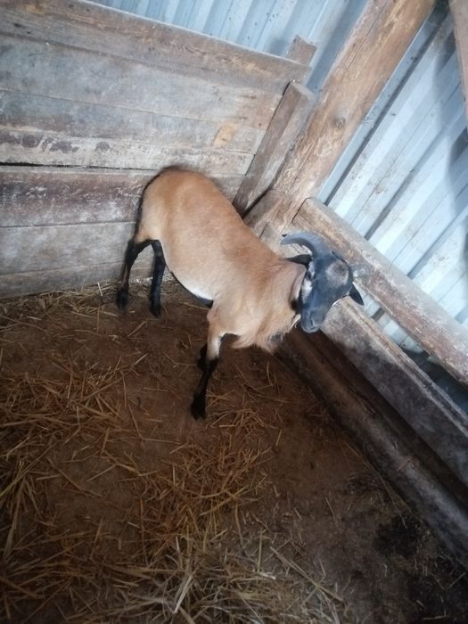 Jagnięcina sprzedam jagnięcine