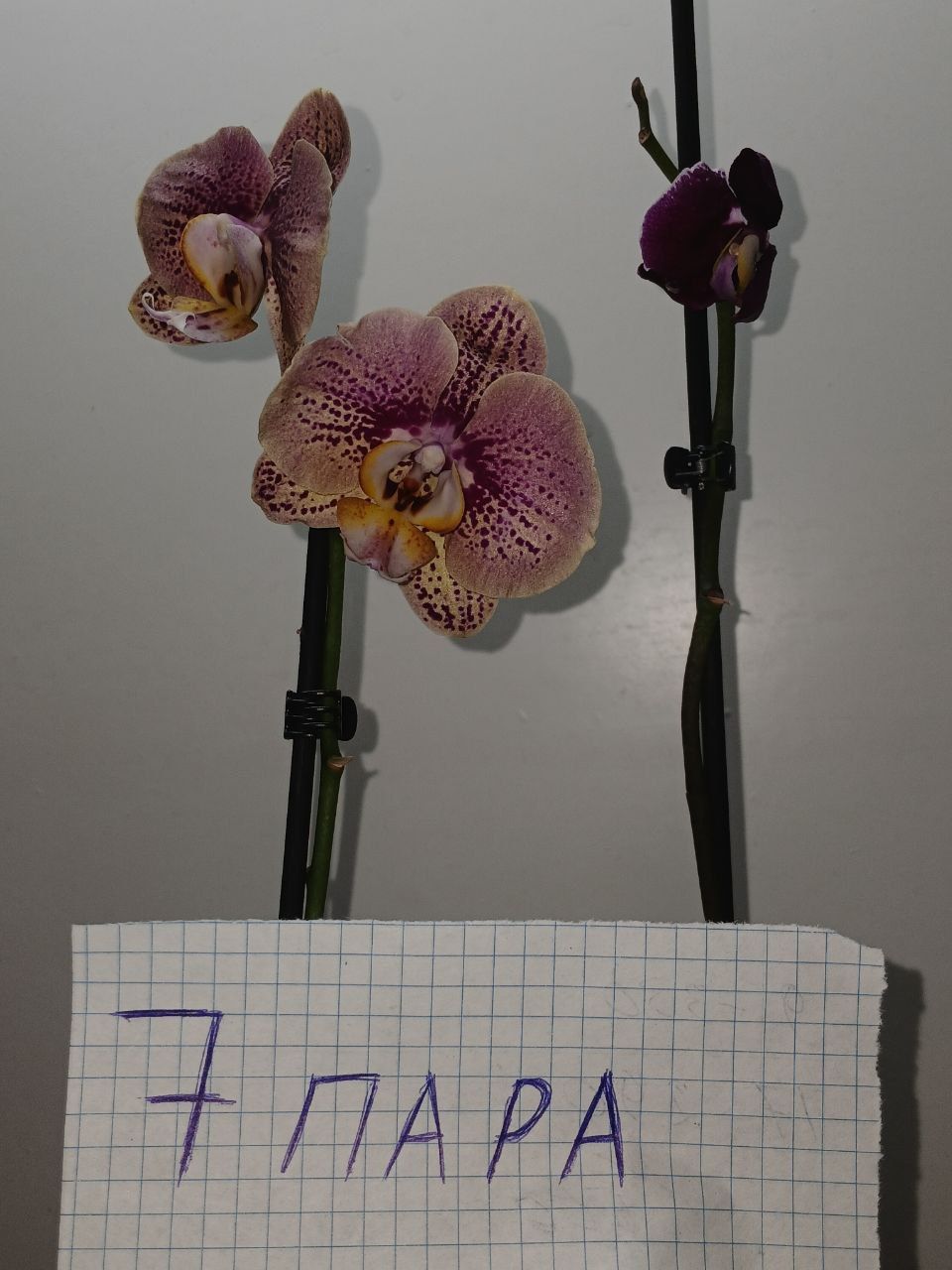 Продам две орхидеи