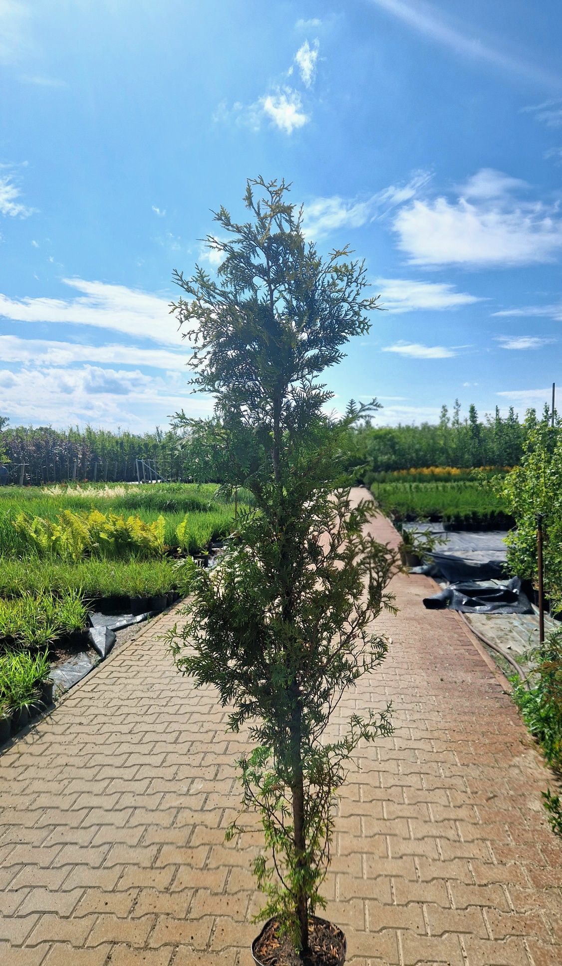 Thuja 'Brabant' 2m C5 na żywopłot