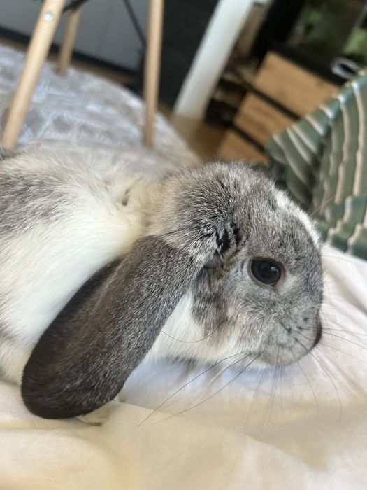 Krolik kroliczek mini lop miniaturka szary niebieski samiczka