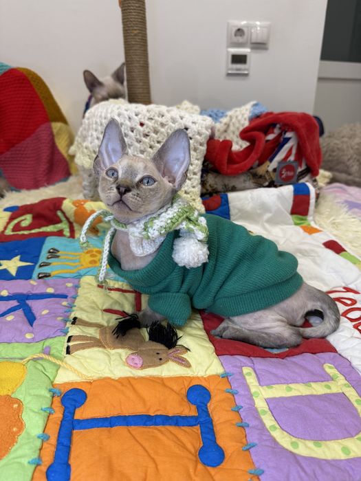 Джастин, девон рекс, в самую любящую семью