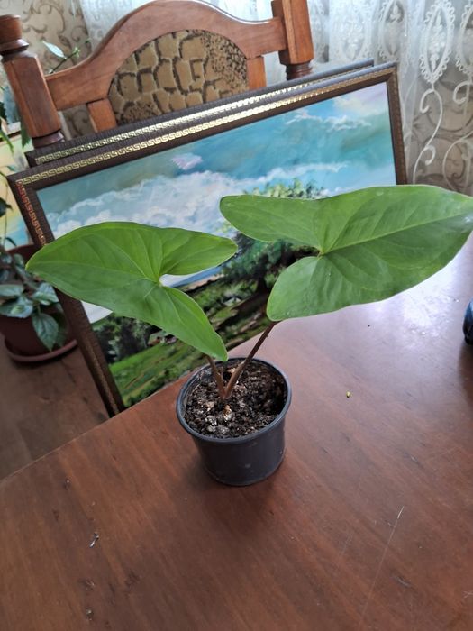 філодендрон кімнатна ліана