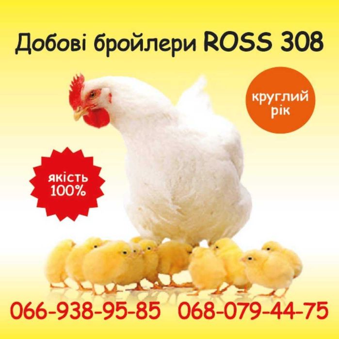Бройлер добовий кобб, росс
