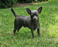 Piesek Chihuahua Niebieski