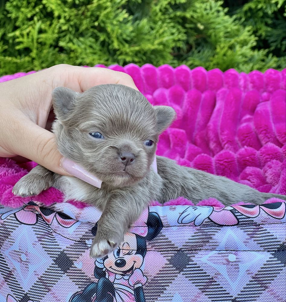 ***Chihuahua cudowny liliowy chłopczyk***