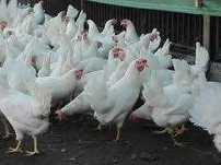 Kury nioski Rosa Dominant Tetra Lohmann Sendi Leghorn Messa! Zapraszam