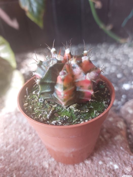 Catos Gymnocalycium coloridos em vasos de tamanho 5.5