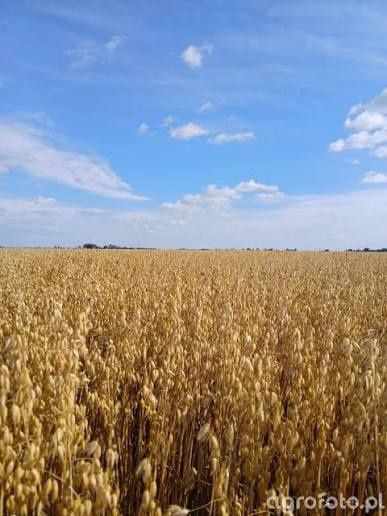 Sprzedam owies (odmiana Bingo)