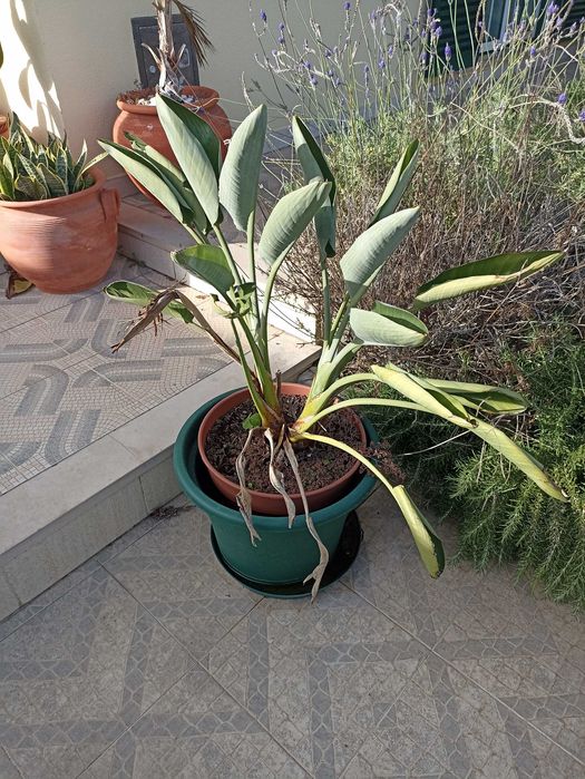 Plantas verdes ornamentais de interior e exterior