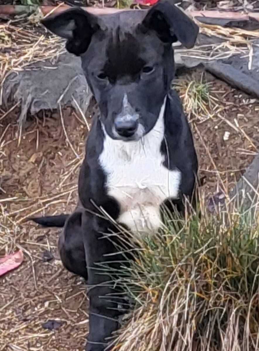 Damos Cachorro Fifi Meiga e Linda