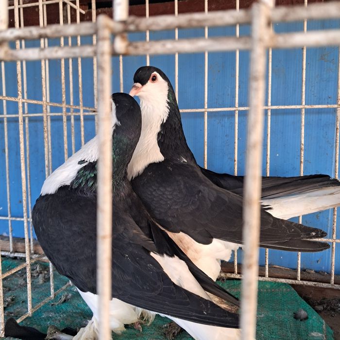 Lahor lahore golebie ozdobne