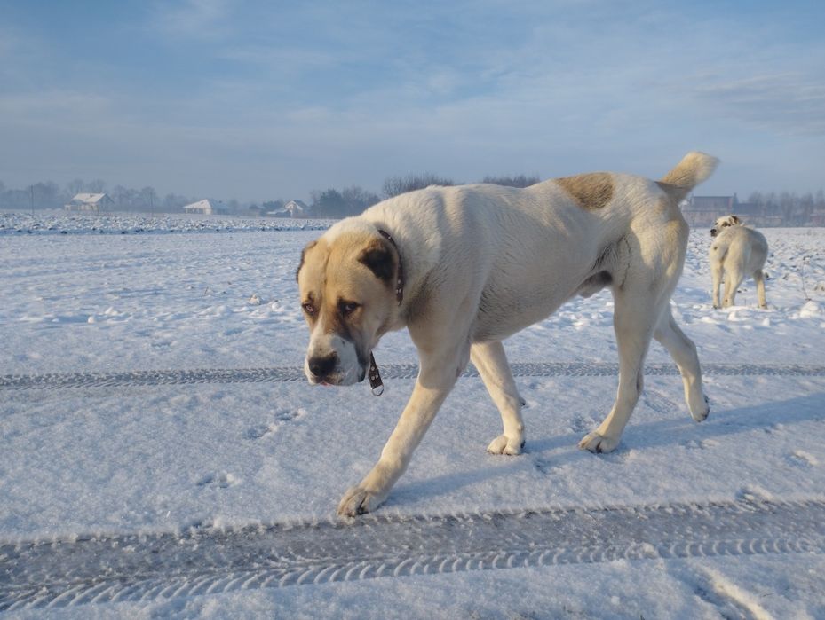 Szczenię Owczarek Środkowoazjatycki