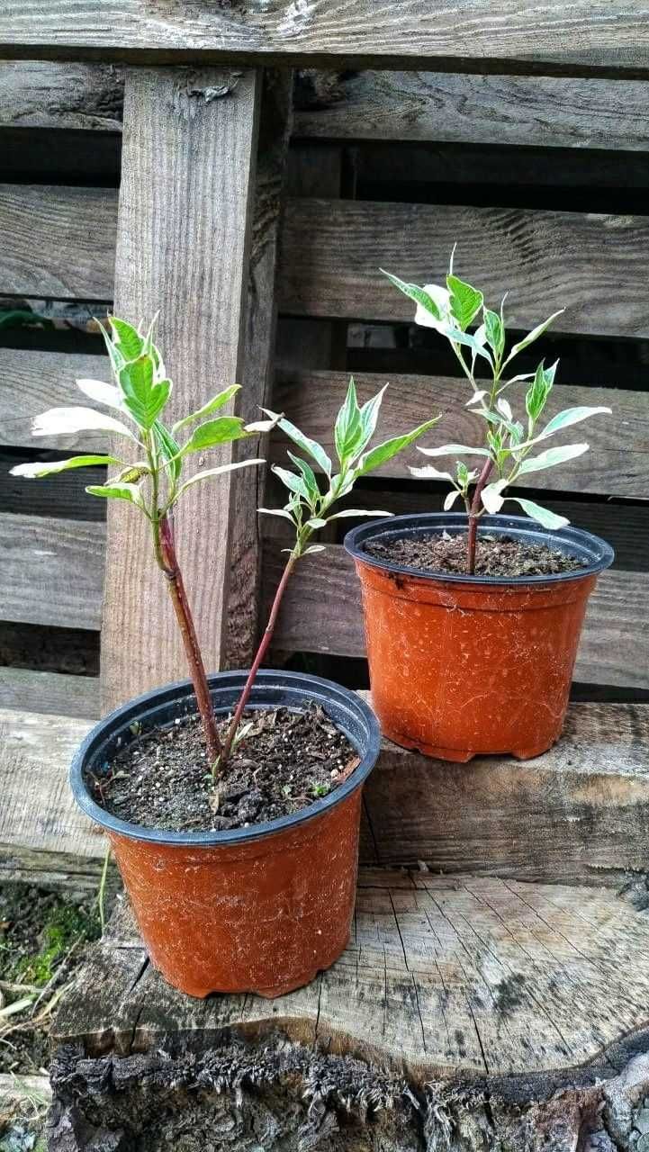 Дерен білий Сібірика Варієгата, Cornus alba Sibirica Variegata