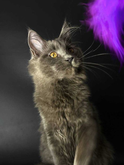 Особливий мейн-кун хлопчик — документи, щеплення, домашнє вирощення