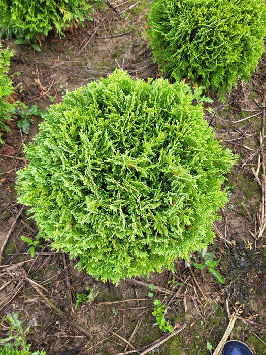 Tuja thuja Danica piękna naturalnie rosnąca kula śr 35-40cm transport