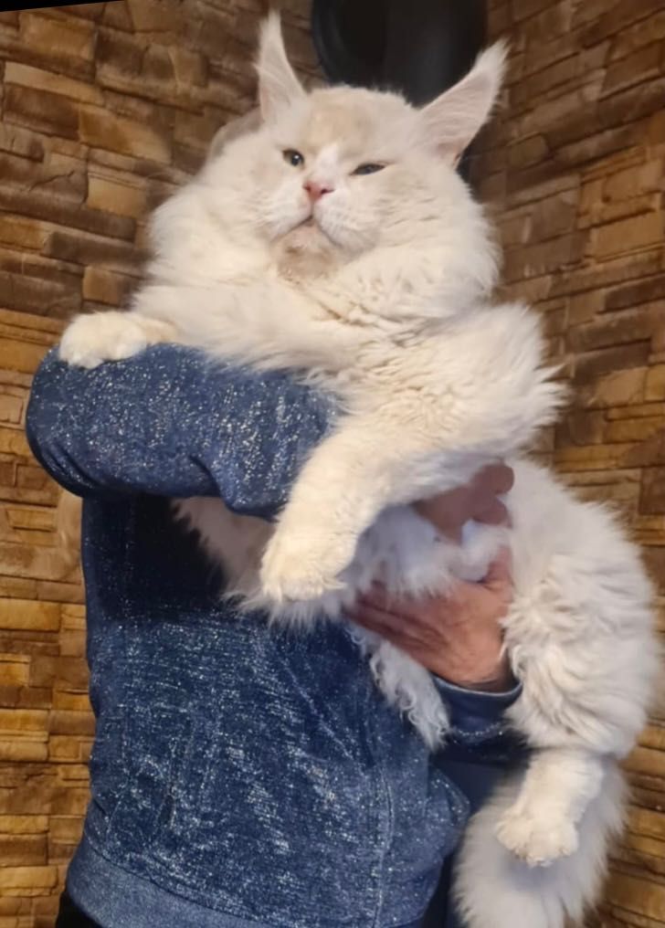 Maine Coon - kotka po imporcie !